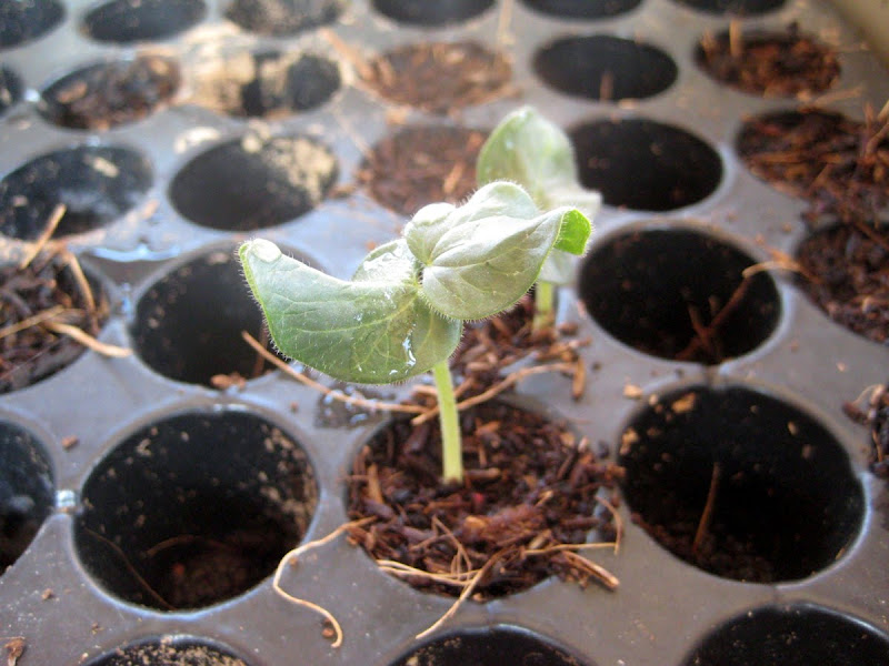 PADVAL AGRICULTURE AND FARM ENTERPRISES Growing Okra Bhendi without